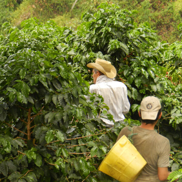 SUGARCANE DECAF - COLOMBIA - Image 3
