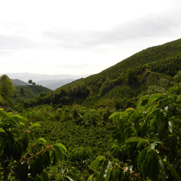 SUGARCANE DECAF - COLOMBIA - Image 4